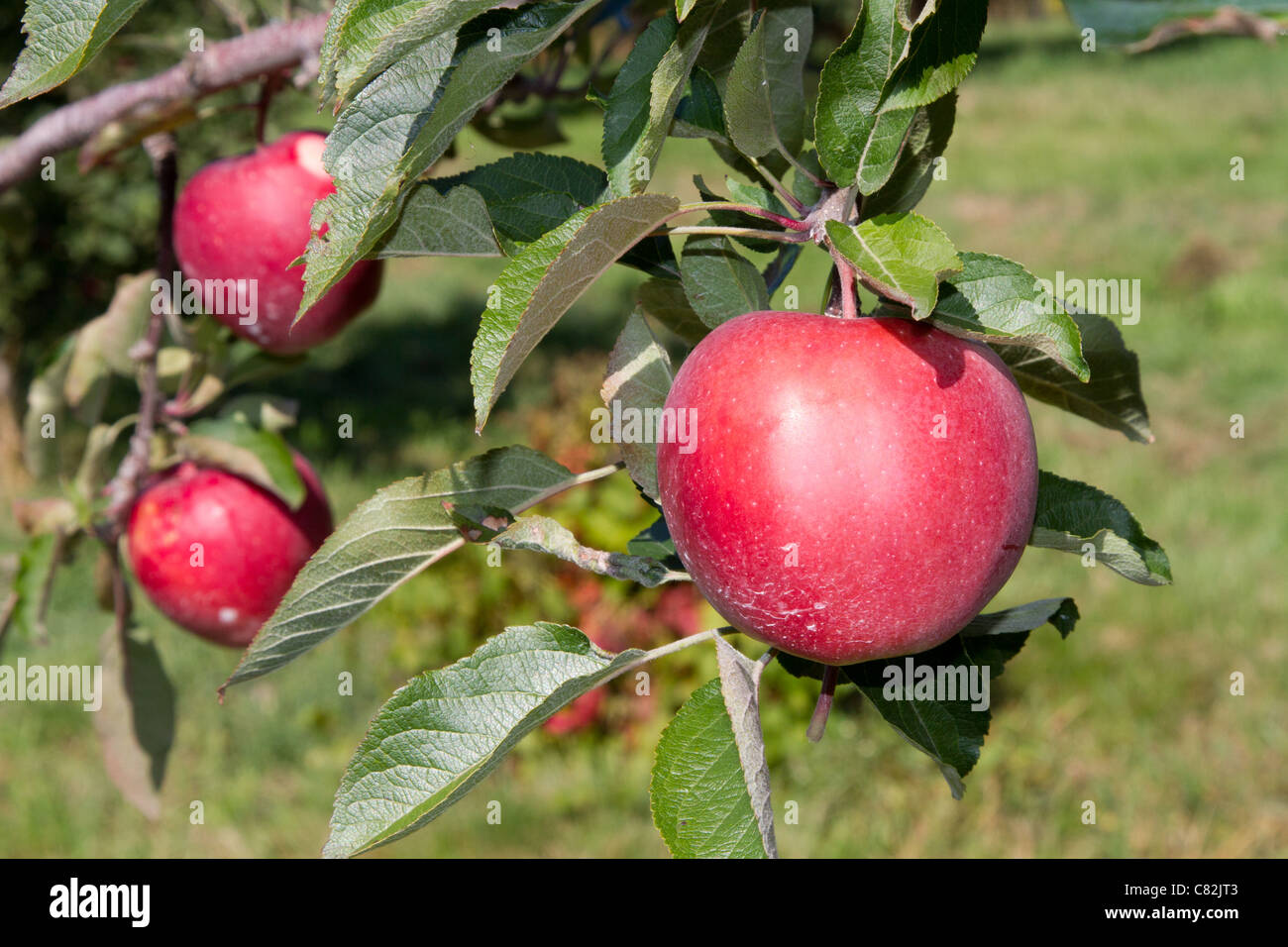 roter Apfel Ast Stockfoto