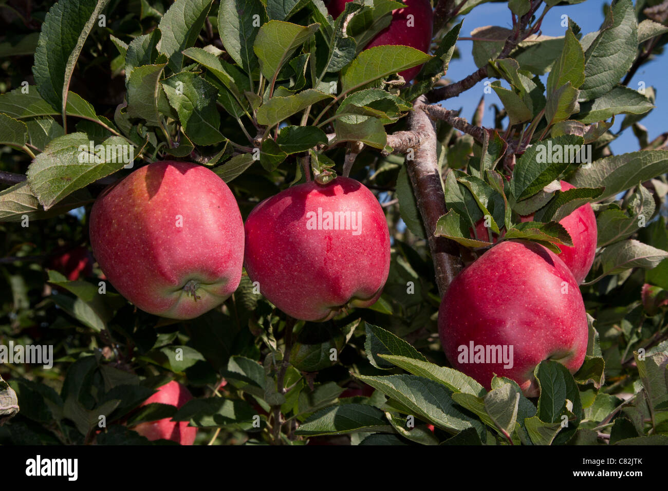 rote Äpfel Ast Stockfoto