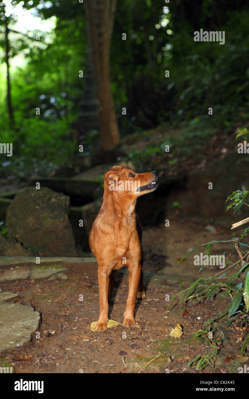 Hund im Wald am Wat Sai Thai recling Buddha, Krabi, Thailand, Südost Asien, Asien Stockfoto