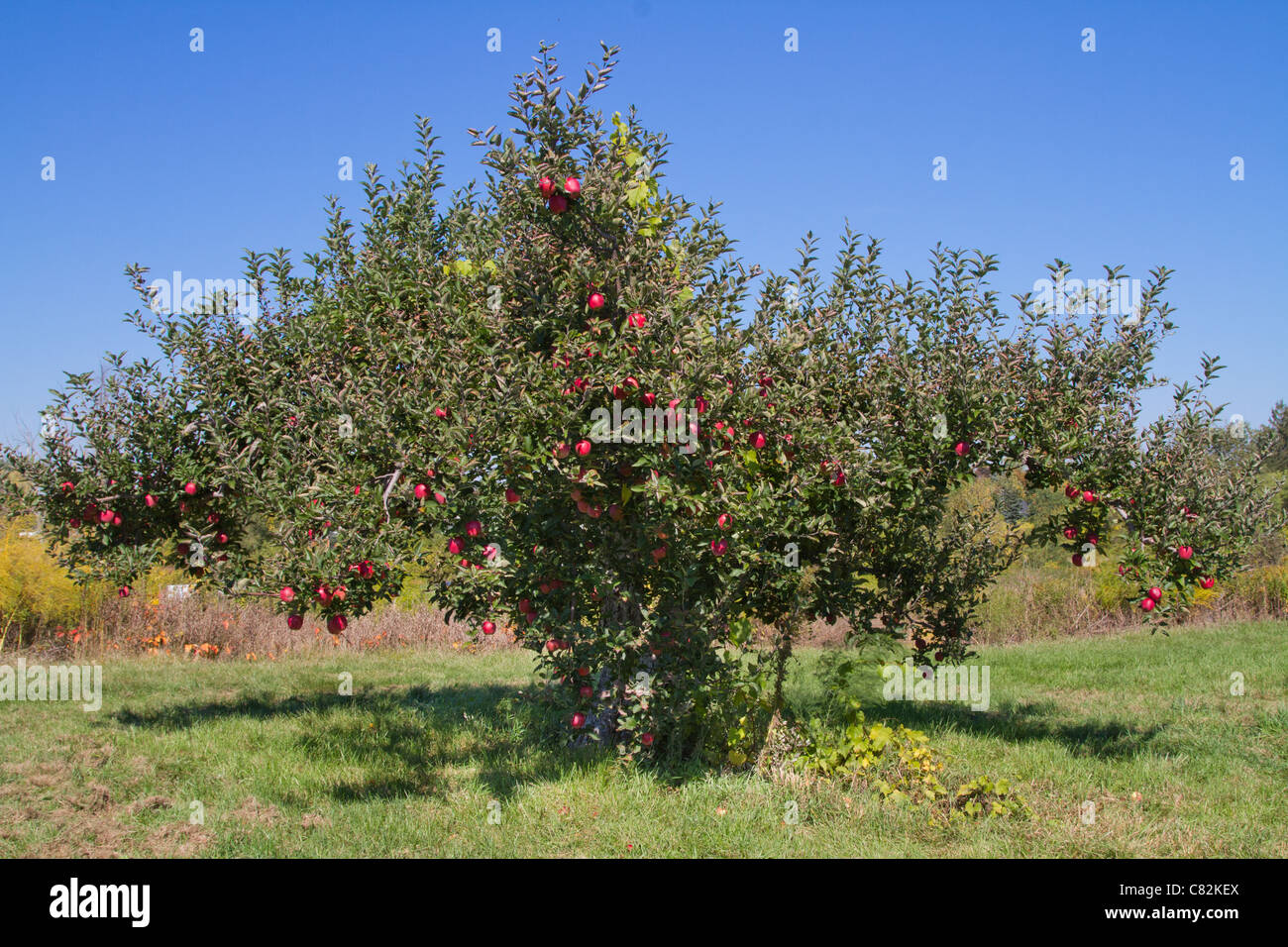 Apfel Baum Obstgarten blauen Himmel Stockfoto