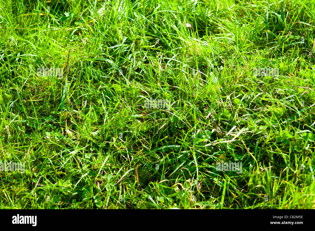 Grasgrün Hintergrund Stockfoto