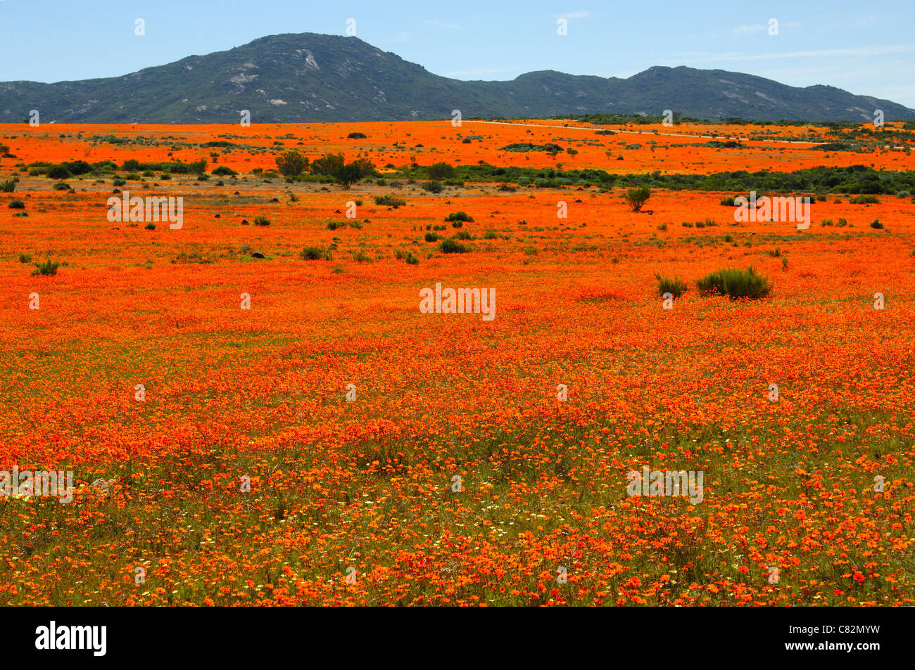 Tausende von afrikanischen Gänseblümchen Orange Blüte während der Blüte Frühjahrssaison, Namaqua Nationalparks, Namakwaland, Südafrika Stockfoto