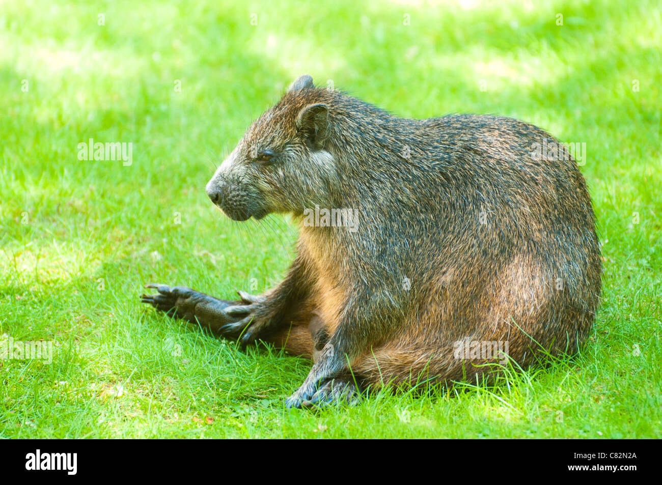 Desmarest Baumratte, Capromys Pilorides (kubanische Baumratte) Stockfoto