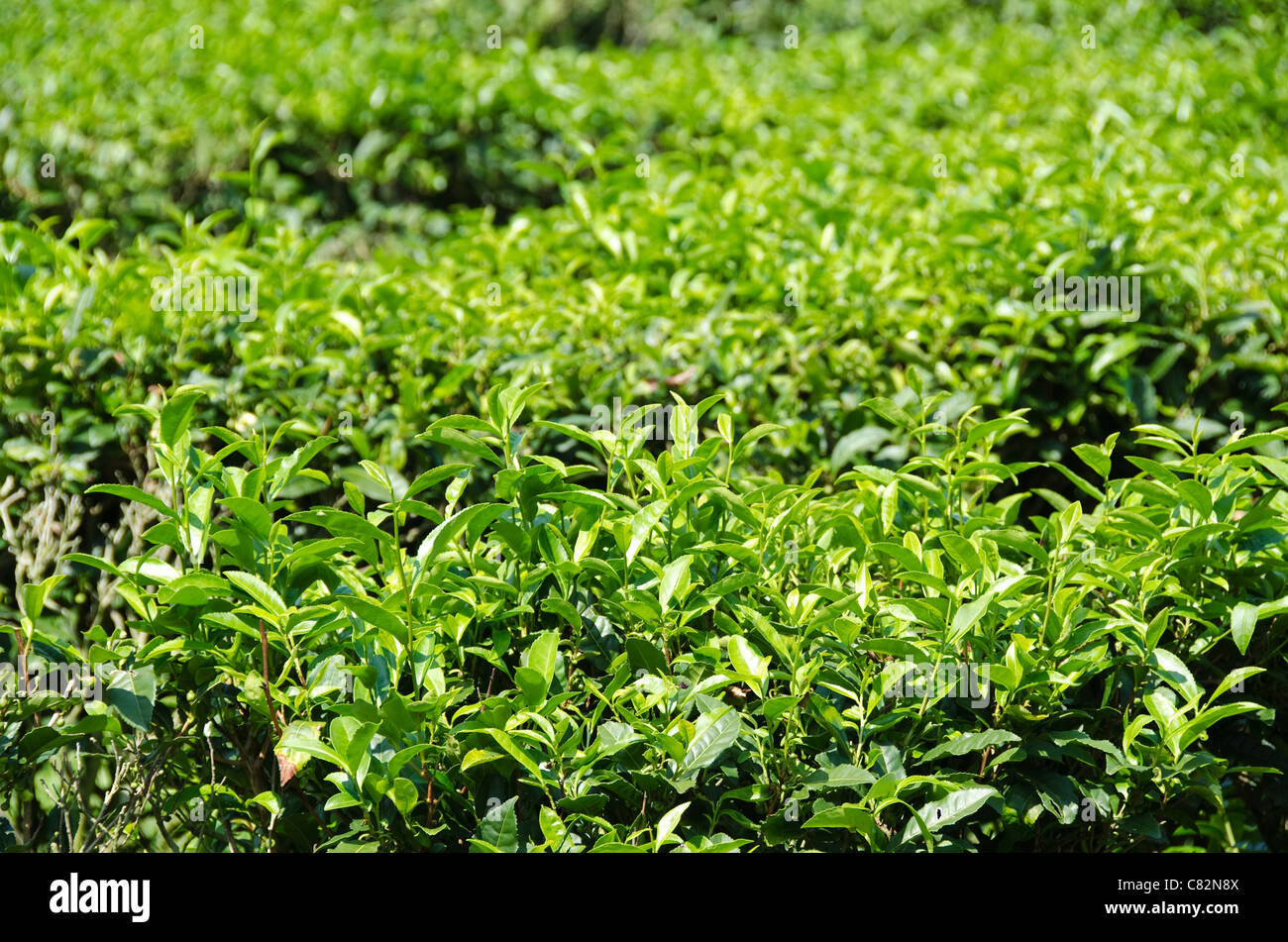 Mehrere grüne Tee Pflanzen auf einer Plantage in Japan Stockfoto