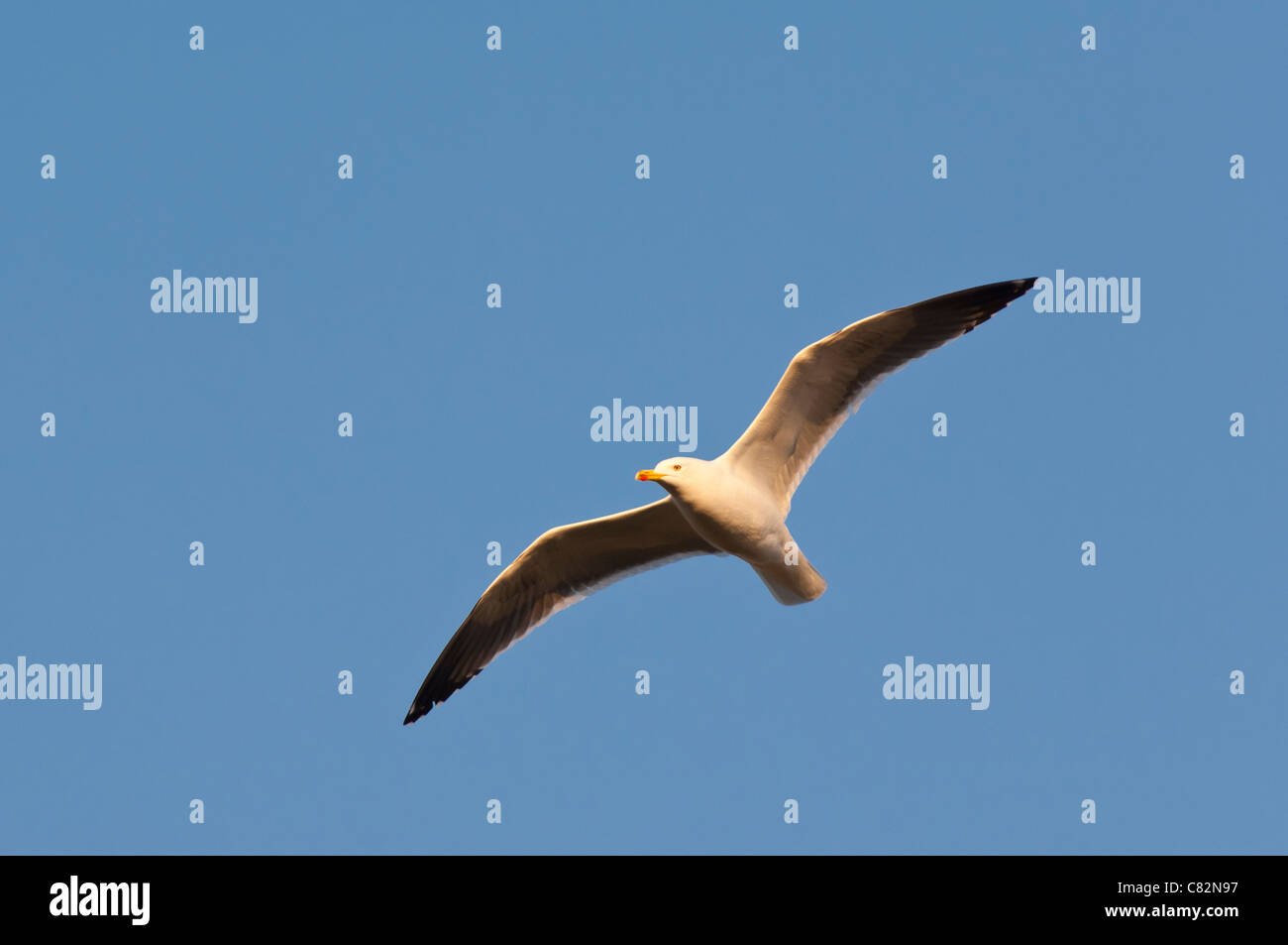 Eine Silbermöwe (Larus Argentatus) fliegen im Vereinigten Königreich Stockfoto