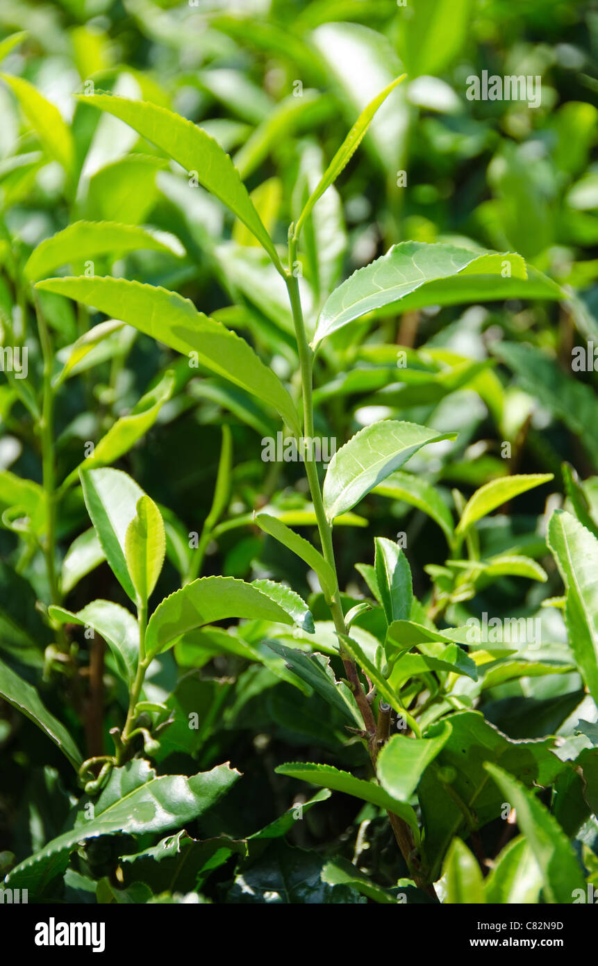 Nahaufnahme von frischen grünen Tee Blätter auf einem Tea Bush in Japan Stockfoto