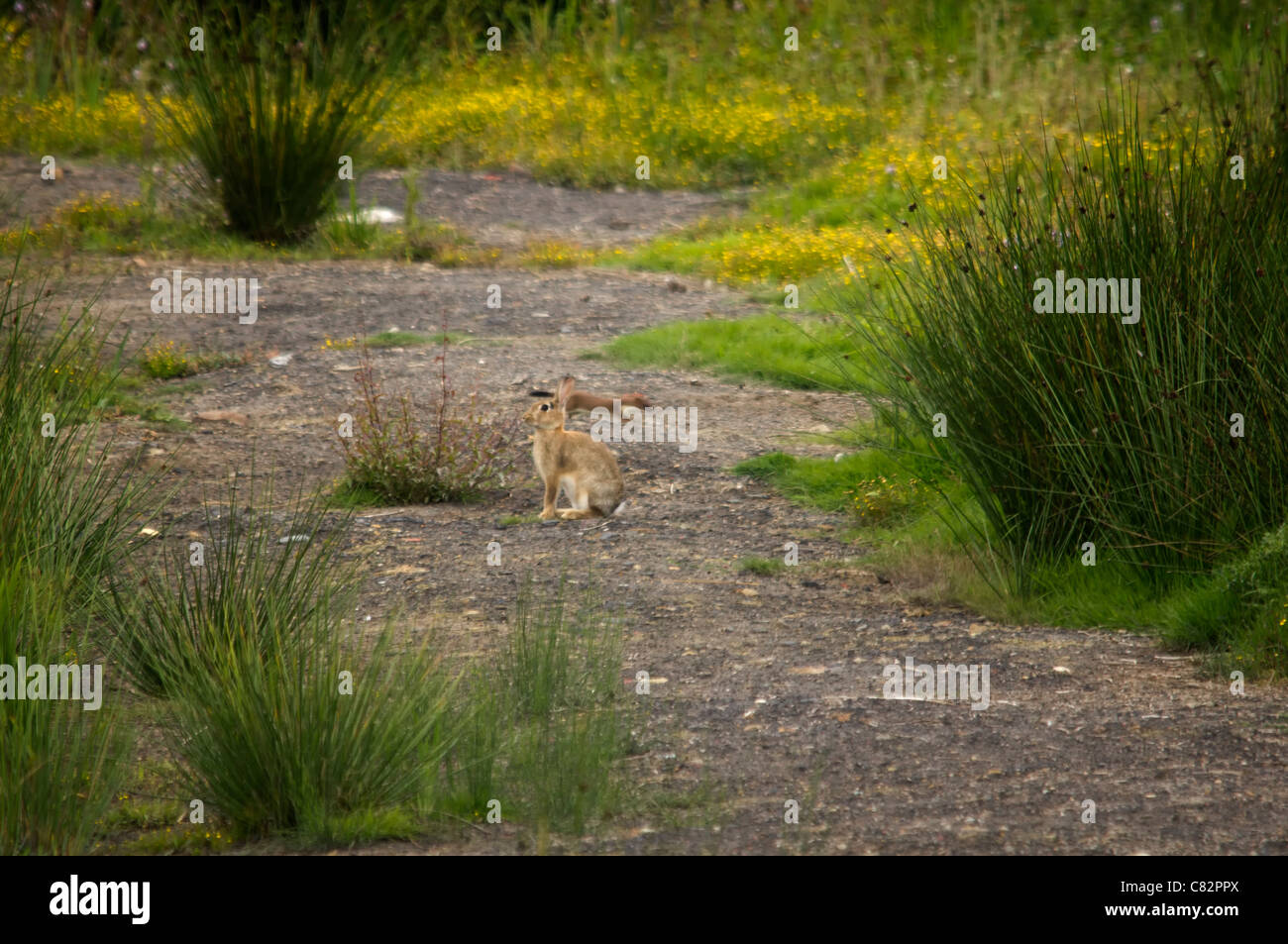 Hermelin und ein Kaninchen 1 von 5 Stockfoto