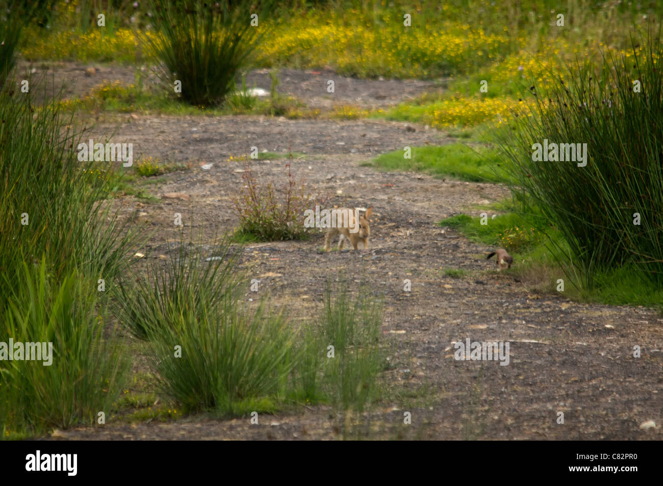 Hermelin und ein Kaninchen 2 von 5 Stockfoto