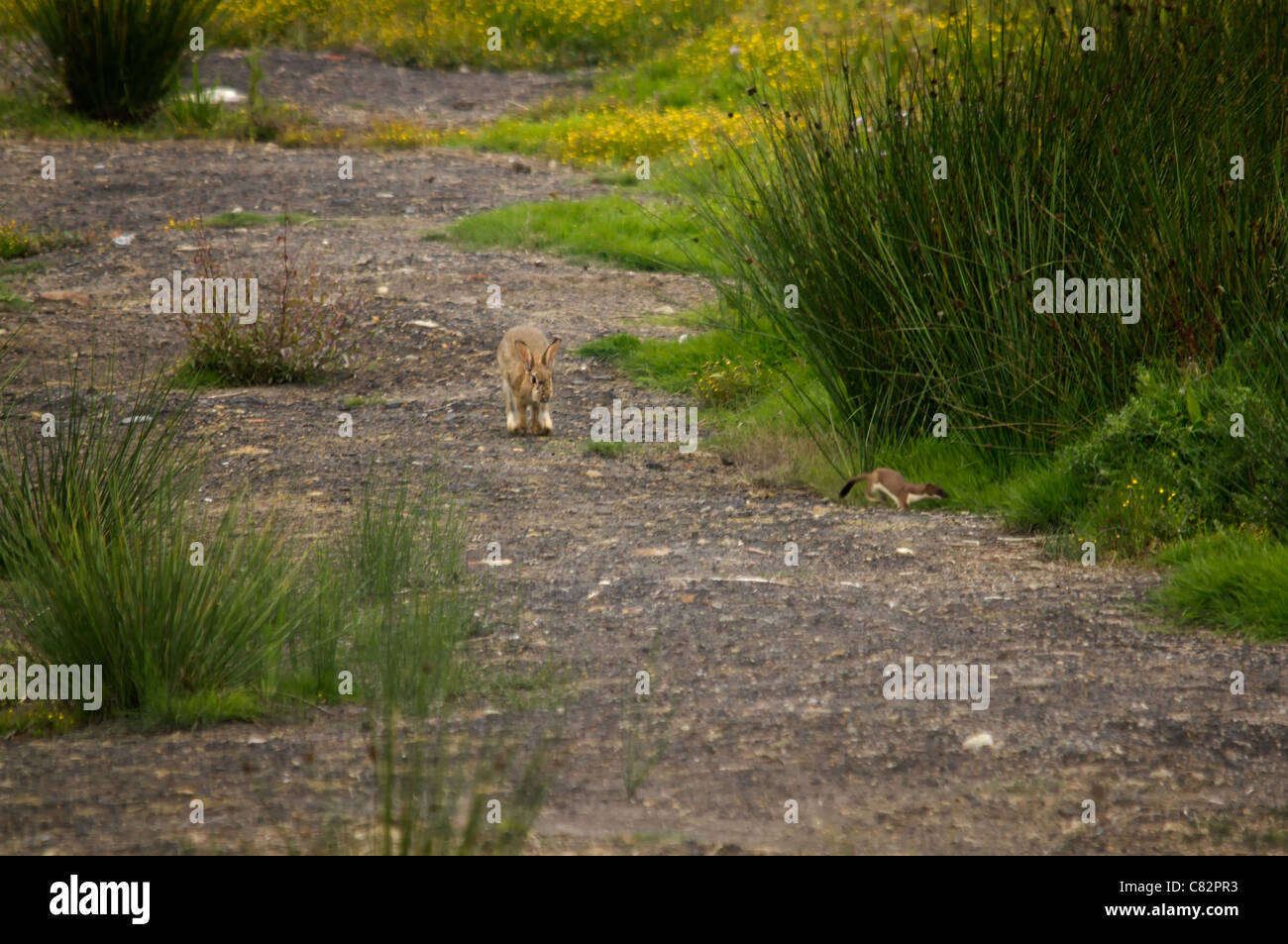 Hermelin und ein Kaninchen 3 von 5 Stockfoto