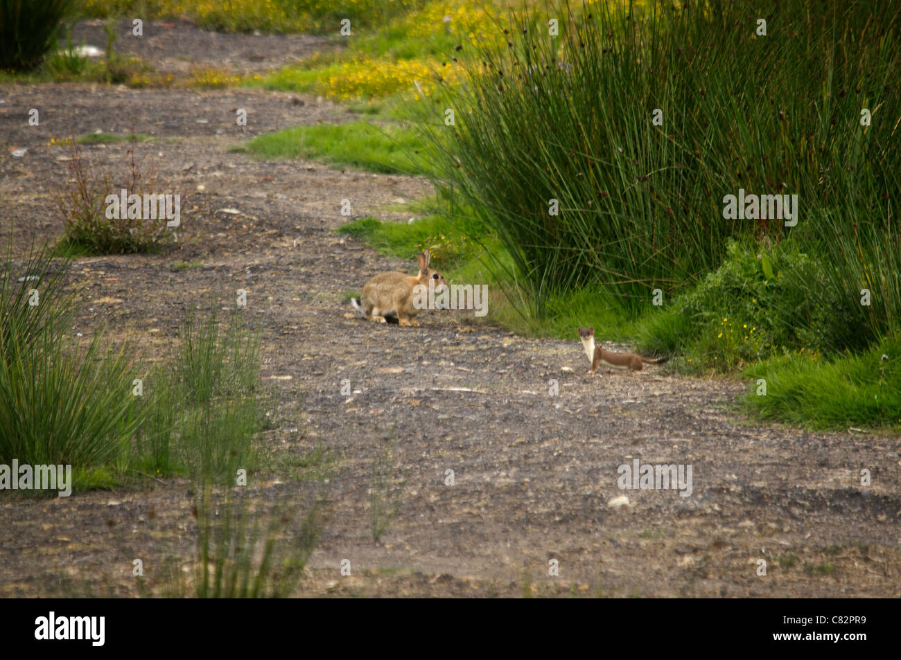 Hermelin und ein Kaninchen 4 von 5 Stockfoto