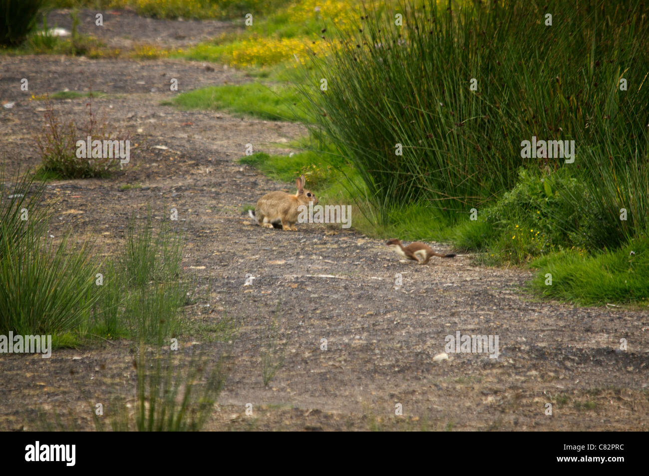 Hermelin und ein Hase 5 von 5 Stockfoto