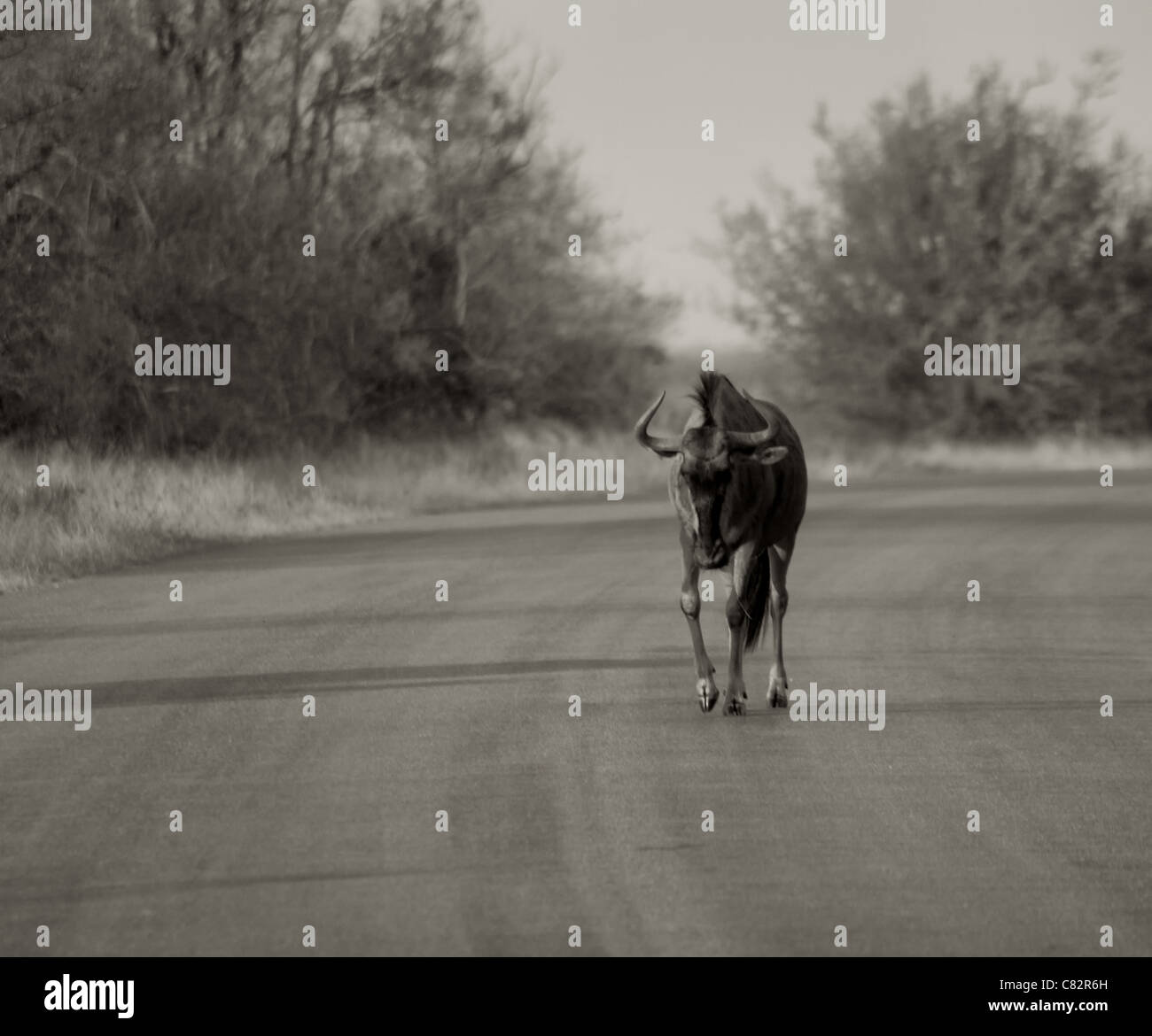 Eine Straße in der Kruger Park-Nationalpark, Südafrika Stockfoto