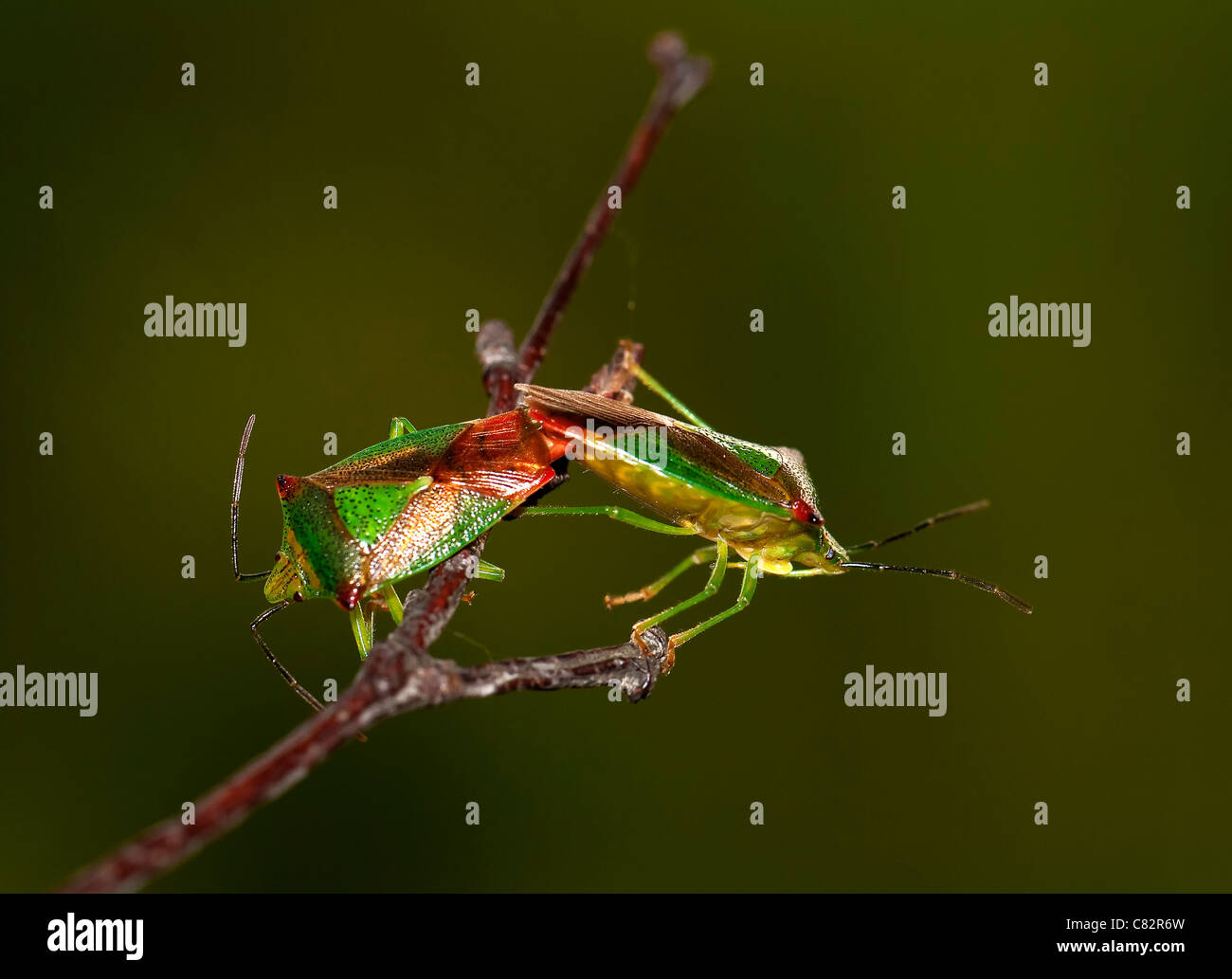 Shield Bug Stockfoto