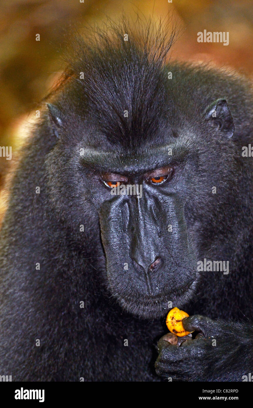 Schwarzen crested Macaque, Sulawesi, Indonesien Stockfoto