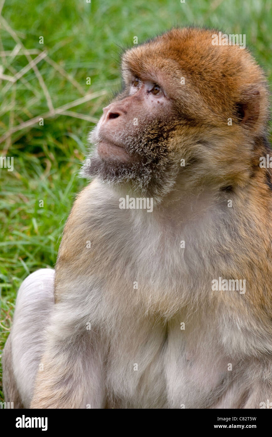 Profil von Makaken, Trentham Affenwald, UK Stockfoto