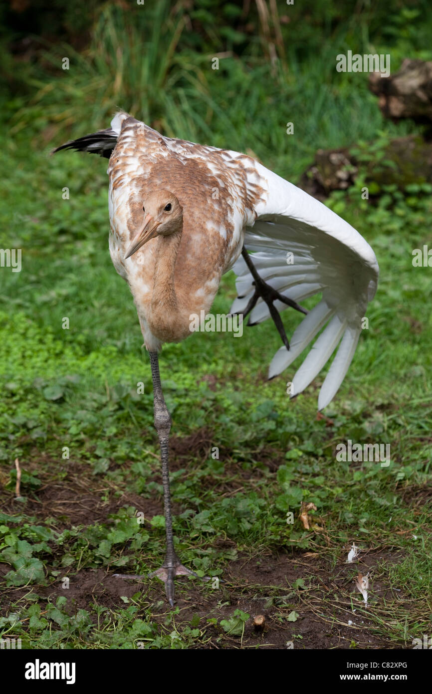 Rot-gekrönter, Japanisch oder Manchurian Kranich (Grus Japonensis). Junge des Jahres in juvenile Gefieder. Flügel über Bein strecken. Stockfoto