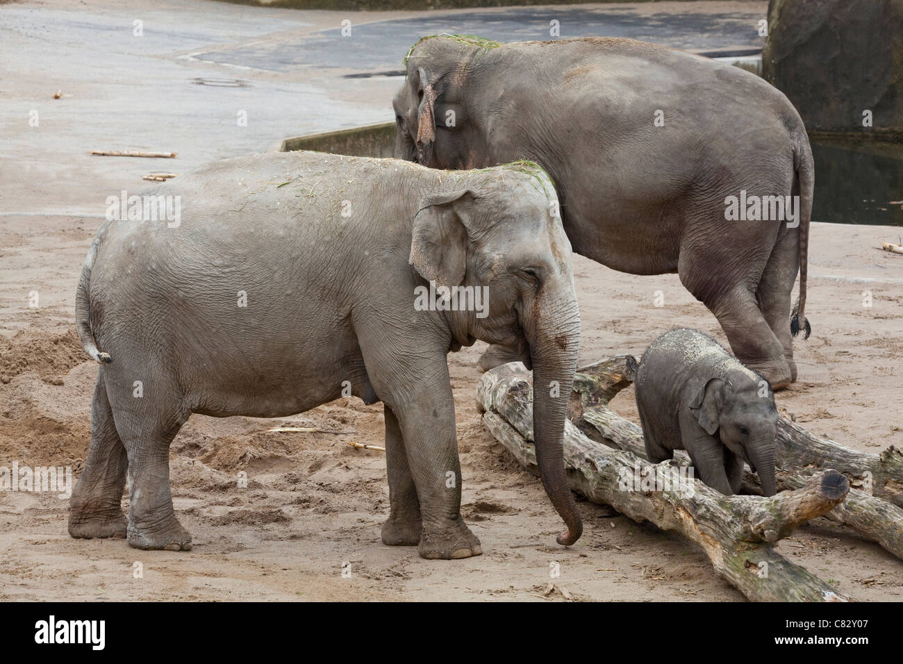 Asiatischen oder indischen Elefanten (Elephas Maximus). Kühe, Kalb, Nahrungssuche Tierhalter versteckt unter Baumstämmen. Umweltanreicherung. Stockfoto