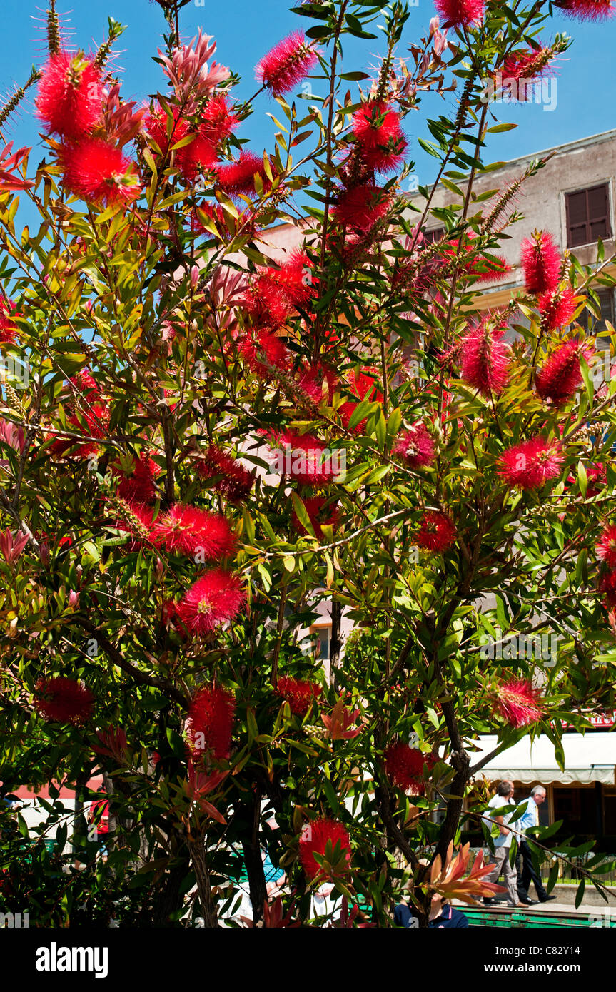 Zylinderputzer, allgemein als Buschblümchen bezeichnet, weil ihre zylindrische rote Blüten eine traditionelle Bottlebrush ähneln Stockfoto
