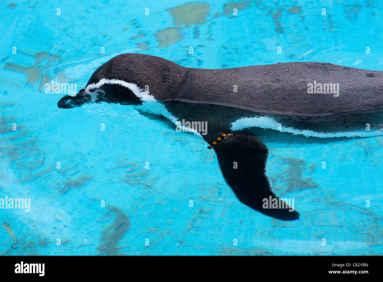 Humboldt Pinguine (Spheniscus Humboldti). Schwimmen auf der Wasseroberfläche, links zeigen vorderen Gliedmaßen oder Flügel oder Flipper. Stockfoto