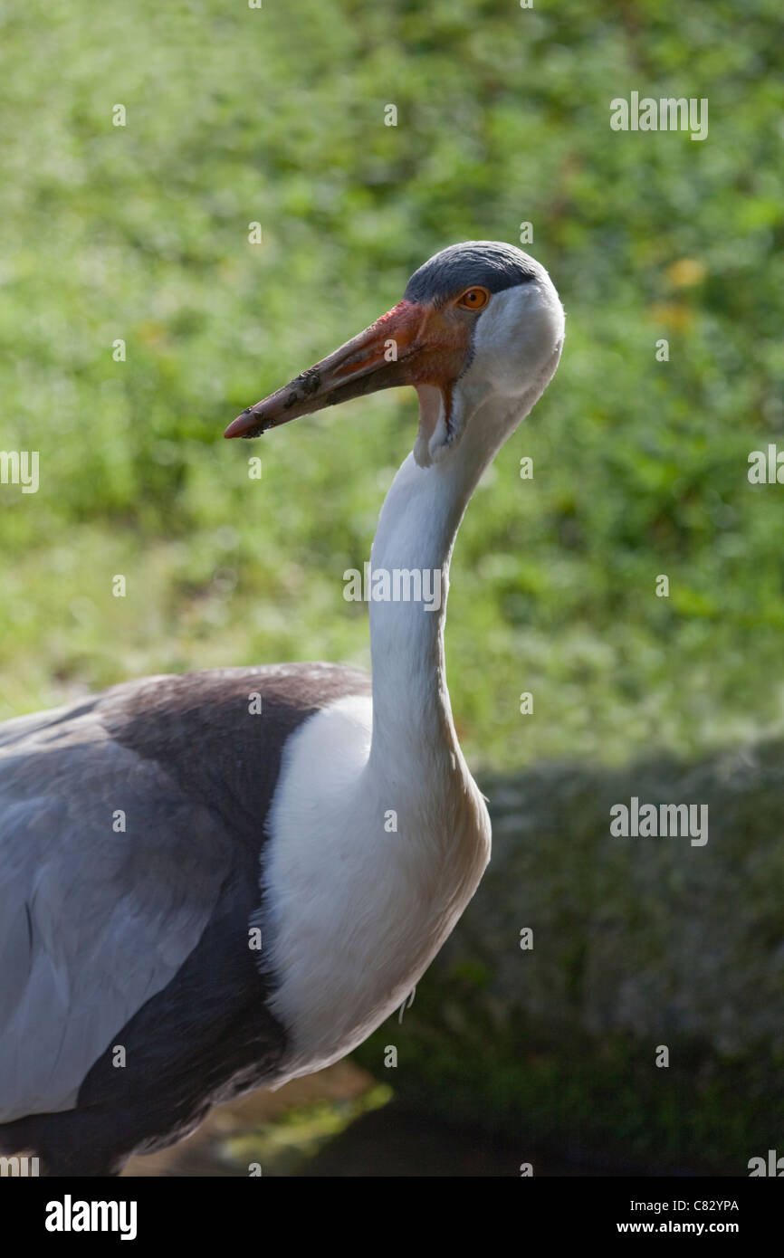 Klunkerkranich (Bugeranus carunculatus). Wuppertal Zoologische Gärten. Heimisch im südlichen Afrika. Äthiopien. Selten. Gefährdet. Stockfoto