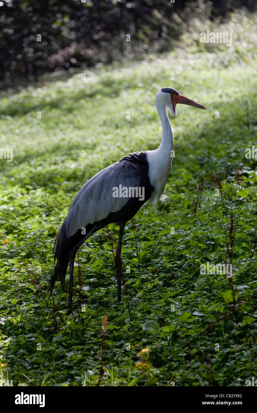 Klunkerkranich (Bugeranus carunculatus). Wuppertal Zoologische Gärten. Heimisch im südlichen Afrika. Äthiopien. Selten. Gefährdet. Stockfoto