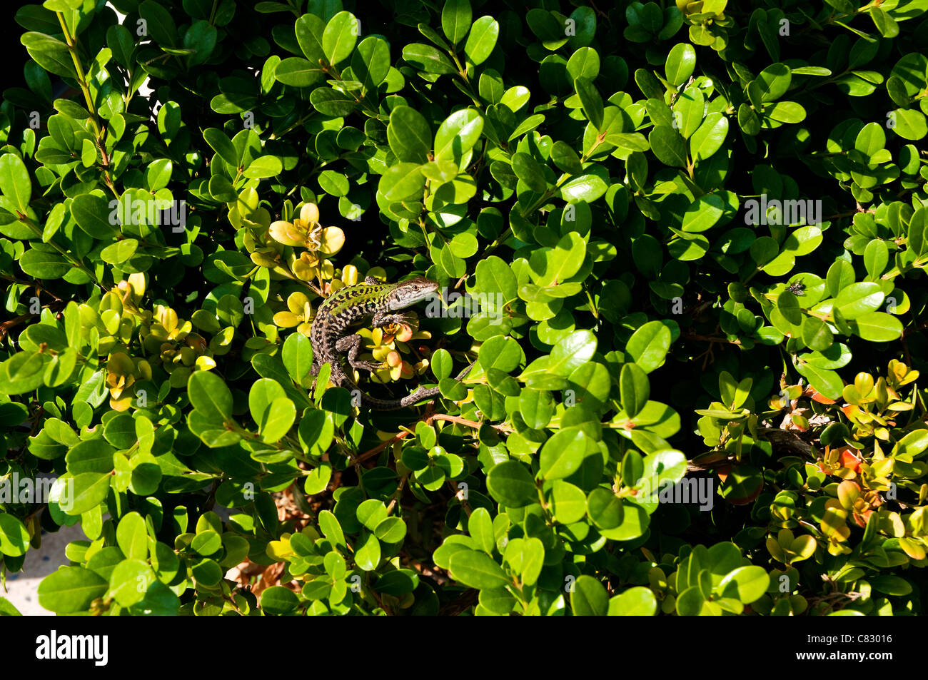 Eine kleine Eidechse, die Erwärmung selbst in der frühen Morgensonne in der Lorbeer-Hecke, Herculaneum, Italien Stockfoto