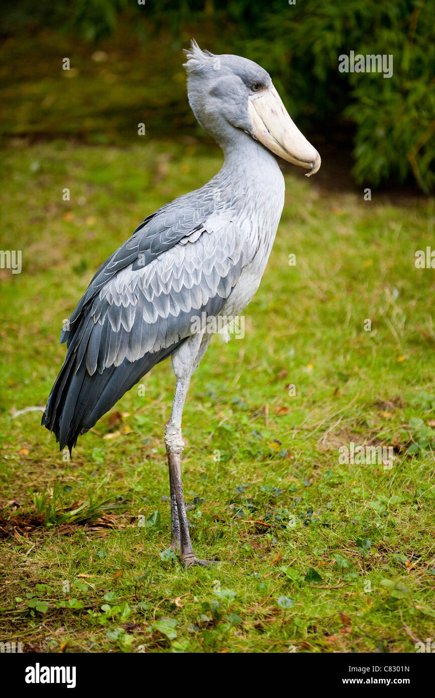 Schuhschnabel Storch oder Wal-headed Stork (Balaeniceps Rex). Stockfoto