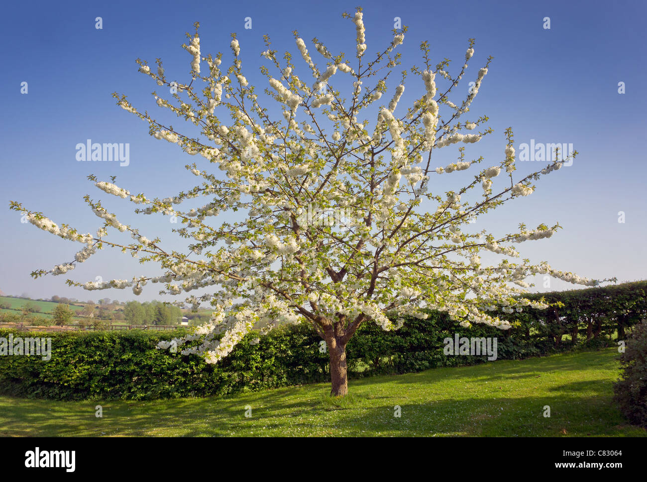 Frühling Kirschbaum Stockfoto