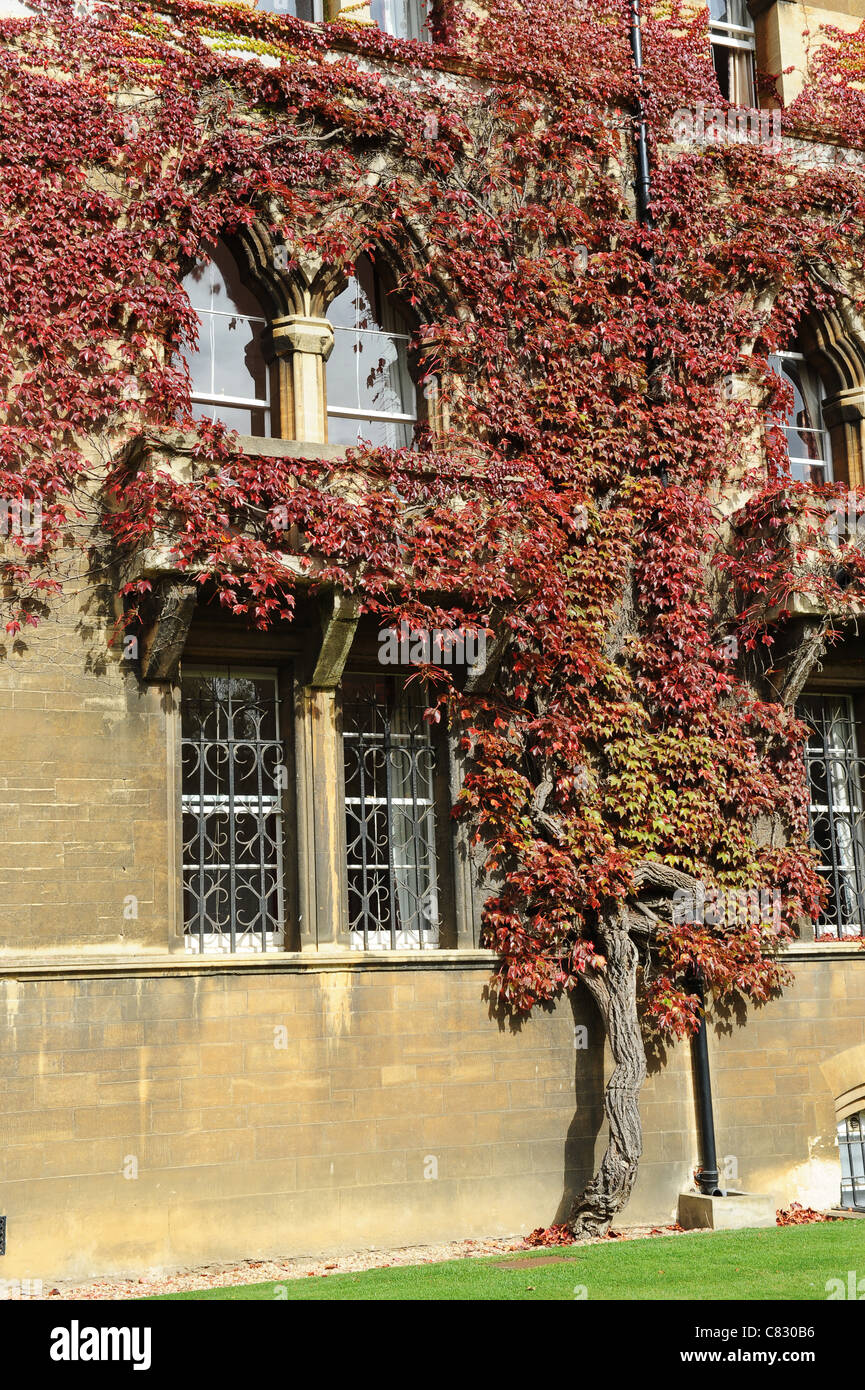 Wildem Wein am Christ Church College vor dem Eingang und Fassade Oxford University England Uk Stockfoto