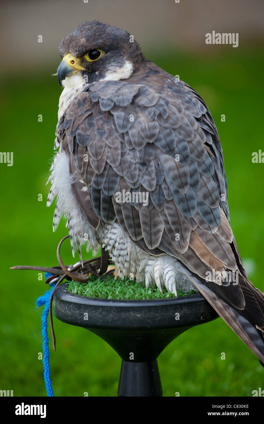 Lanner Falcon auf einem Hochsitz - gefangen Stockfoto