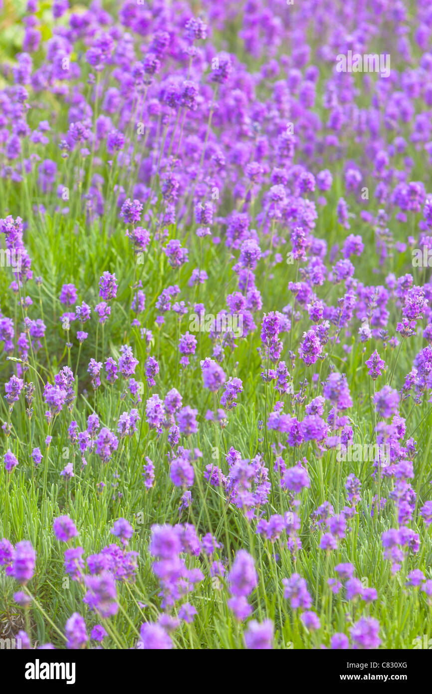 Lavendel Blumen in einem Garten, England Stockfotografie Alamy
