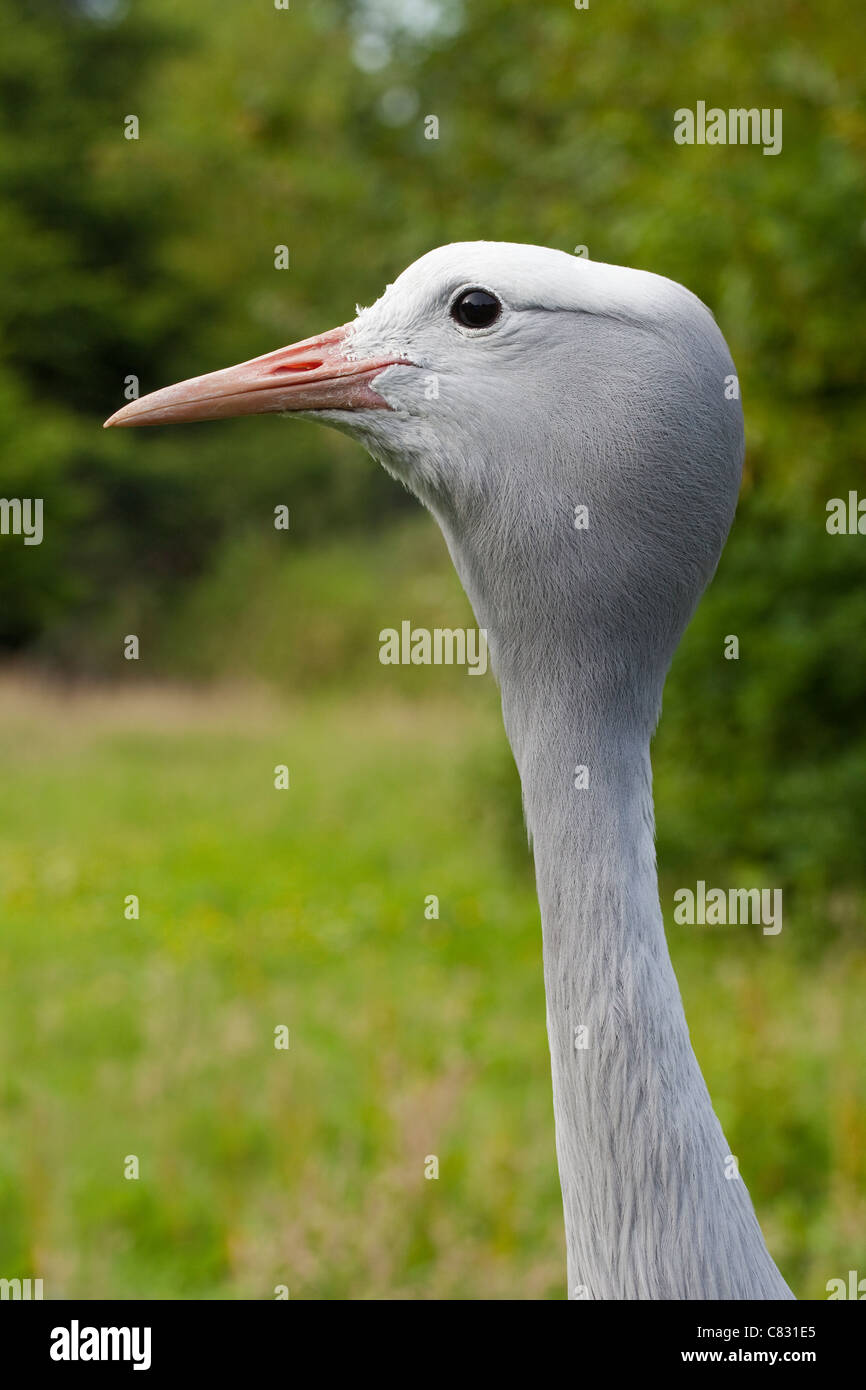 Blau, Paradies oder Stanley Kran (Anthropoides Paradisea). Porträt. Stockfoto