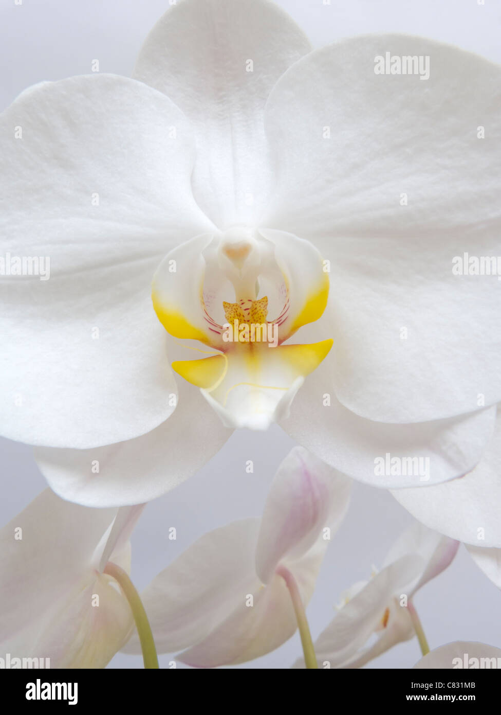 Phalaenopsis White Orchid Closeup Stockfoto