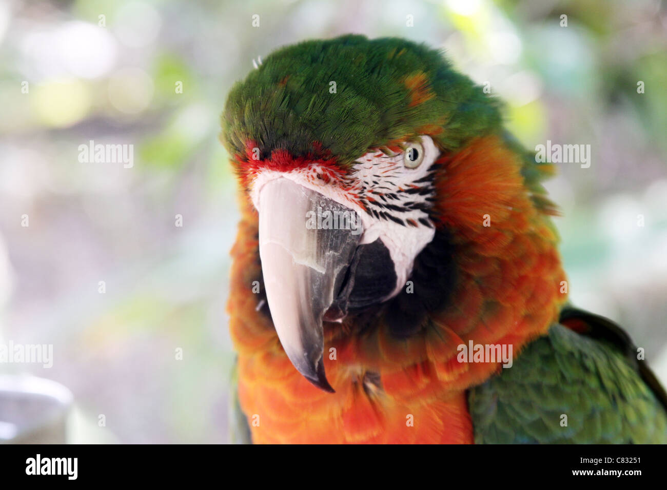 Porträt einer exotischen Papageien. Stockfoto