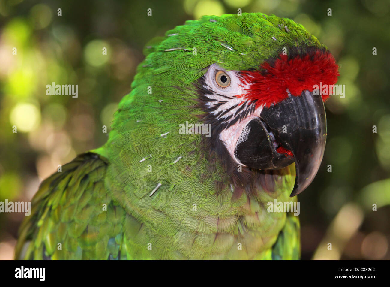 Porträt einer exotischen Papageien. Stockfoto