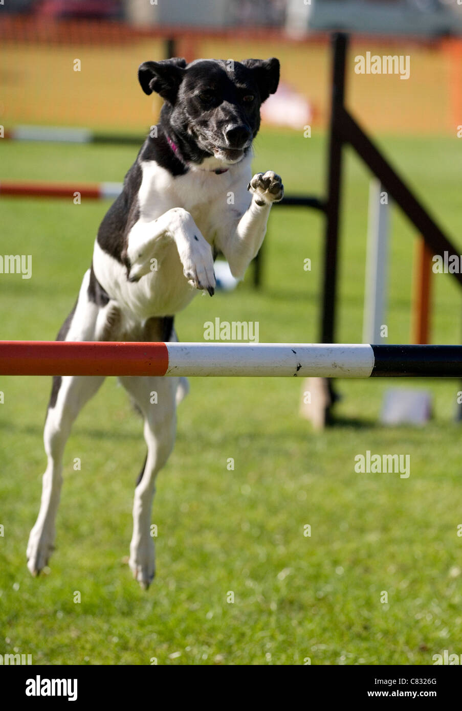 Haushund einzelne Erwachsene springen Hürde UK Stockfoto