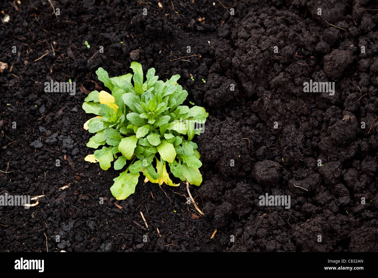 Boden und Pflanze für den Hintergrund Stockfoto