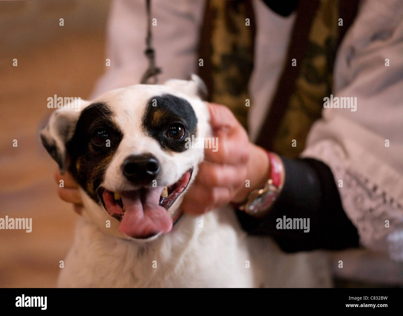 Haustier Gottesdienst Hund gestreichelt von Pfarrer UK Stockfotografie -  Alamy