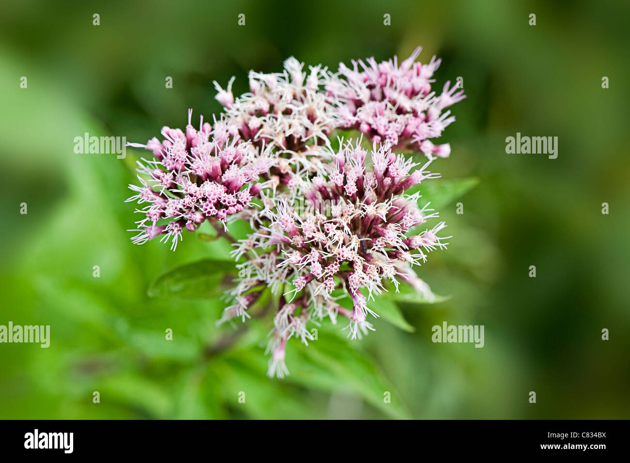 Close-up, Makro-Bild der zarten rosa Blüten von Eupatorium Cannabinum bekannt als Hanf Agrimony oder Heilige Seil. Stockfoto