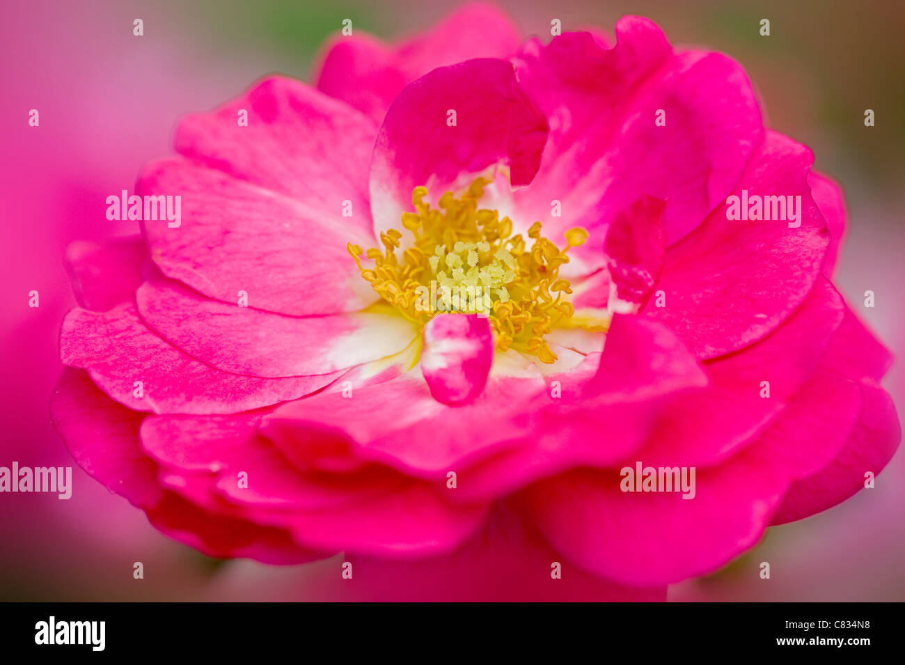 Rosa Gallica var.officinalis - ist Apotheker rose Stockfoto