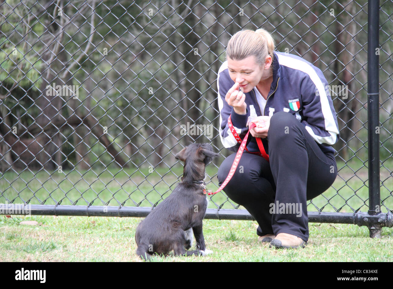 Jack Russell Zwergpudel Kreuz Welpen zum Blindenführhund Stockfoto
