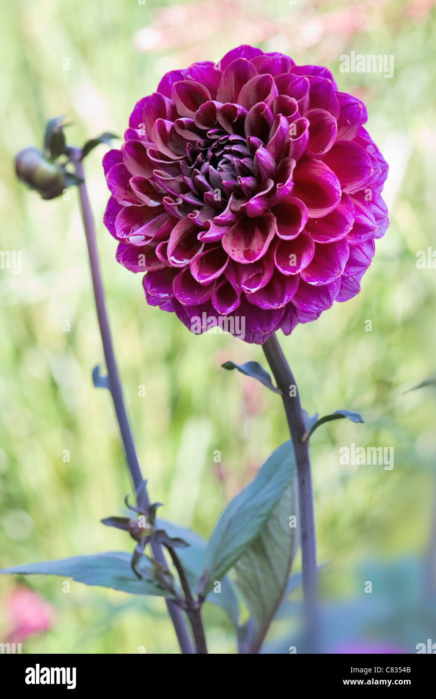 Lila Chrysanthemenblüte Stockfoto