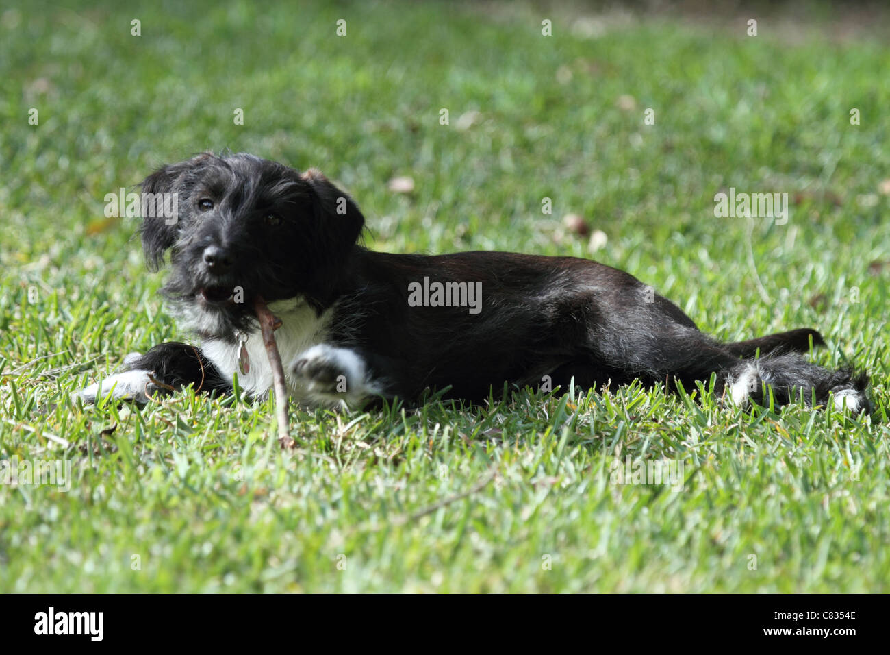 Jack Russell Zwergpudel Kreuz Welpen Stockfoto