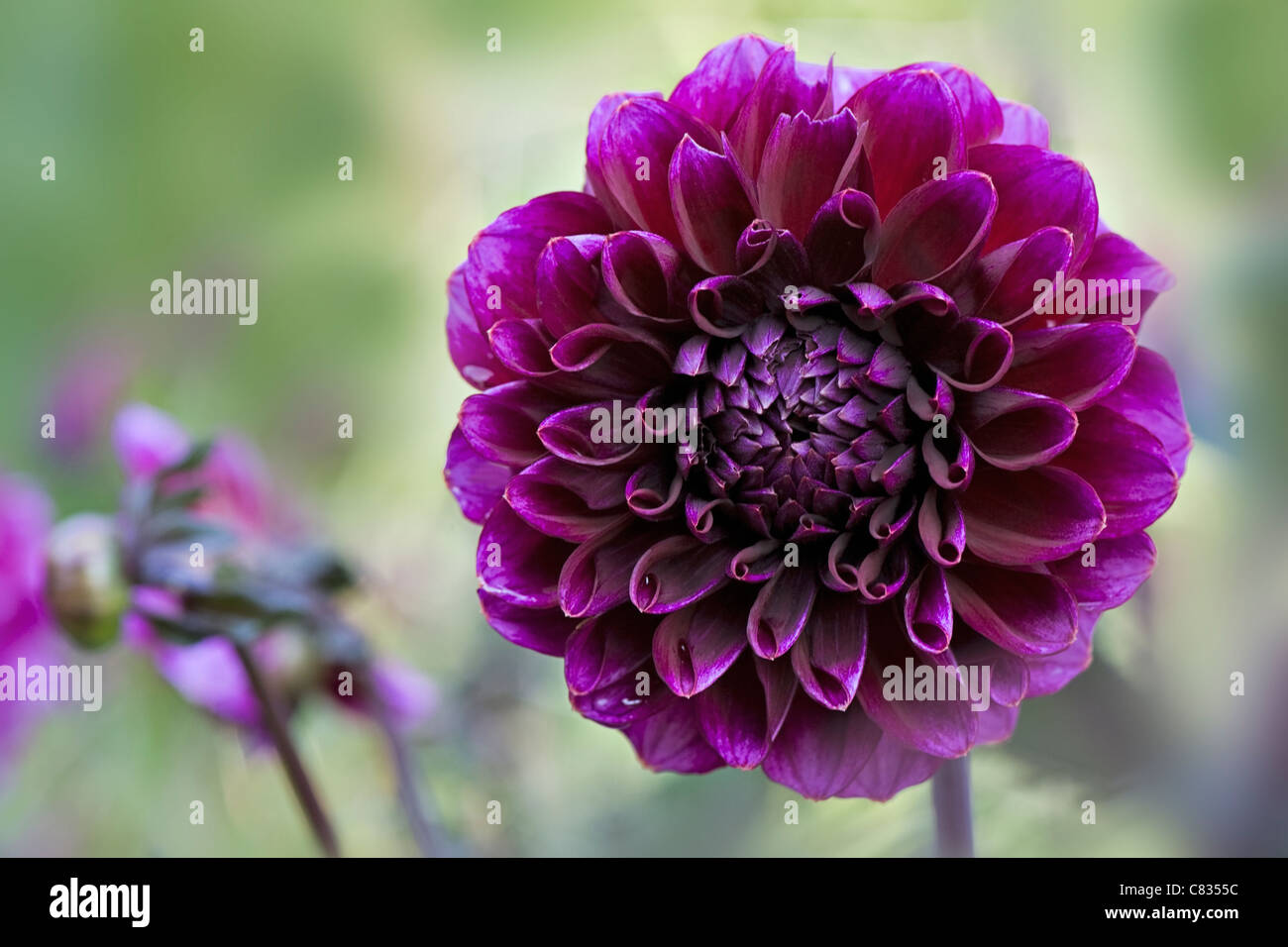 Lila Chrysanthemenblüte Stockfoto