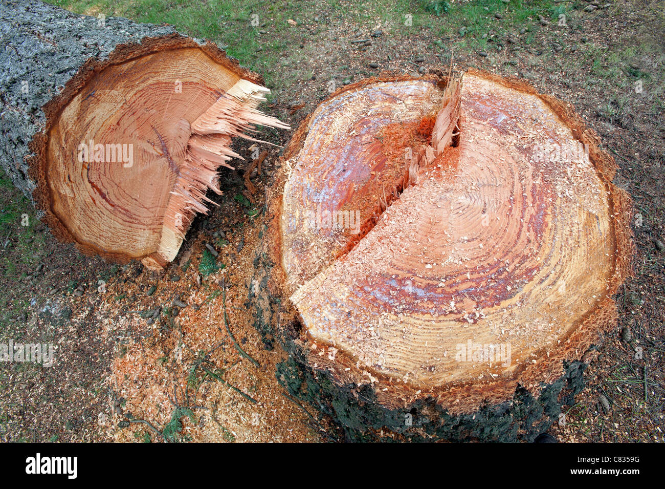 Stub Alter Baum Stockfoto