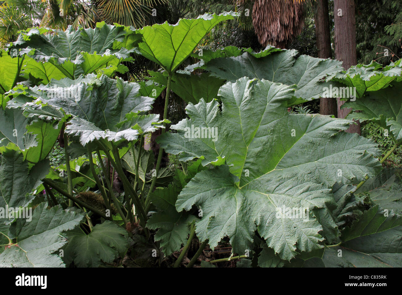 Riesige Blätter der Gunnera Manicata Stockfoto