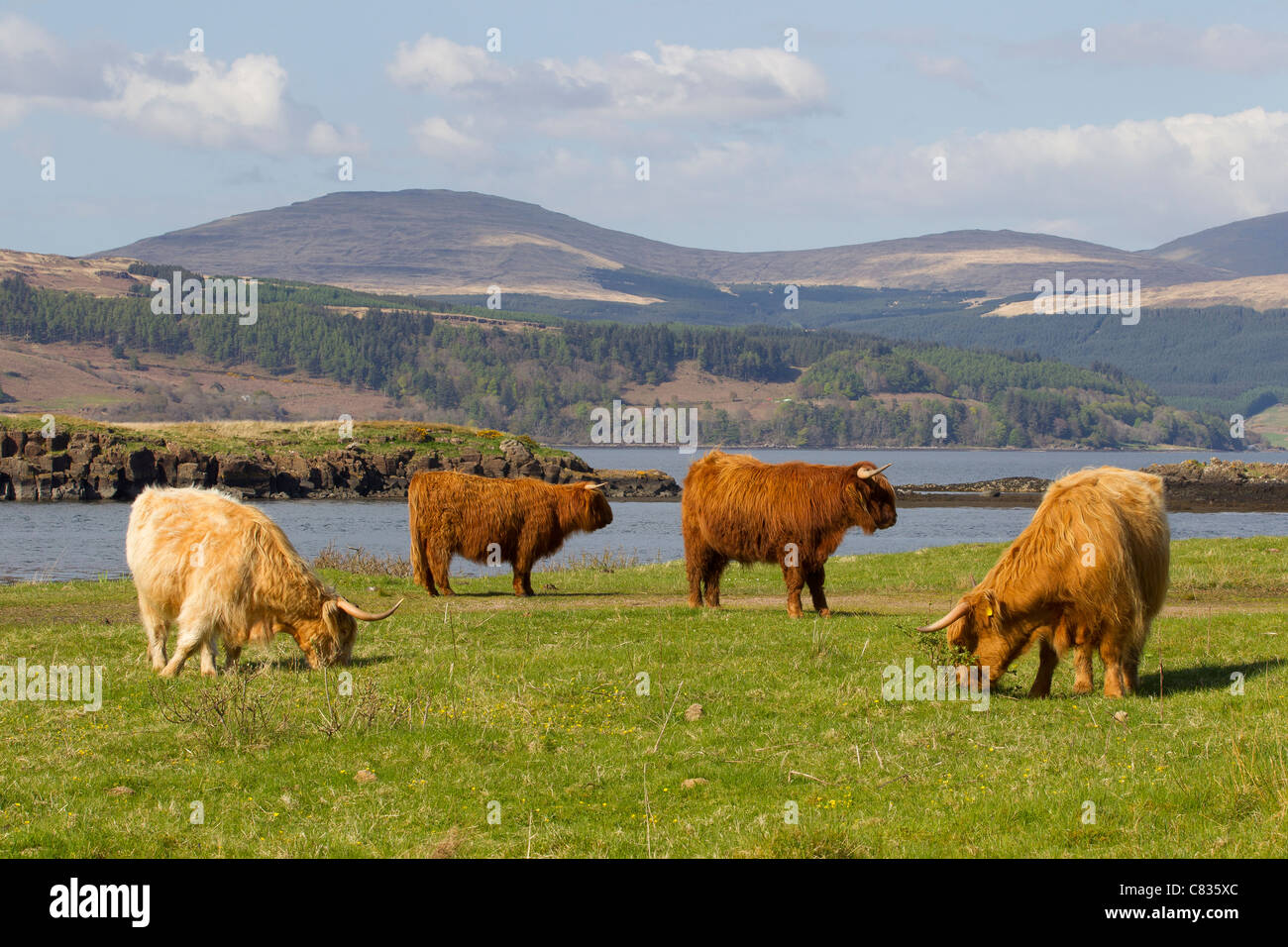 schottische Highland Kuh Vieh Schottland Landschaft sonnigen Sommer grasen Steuern Ochsen Kühe weiden Stockfoto