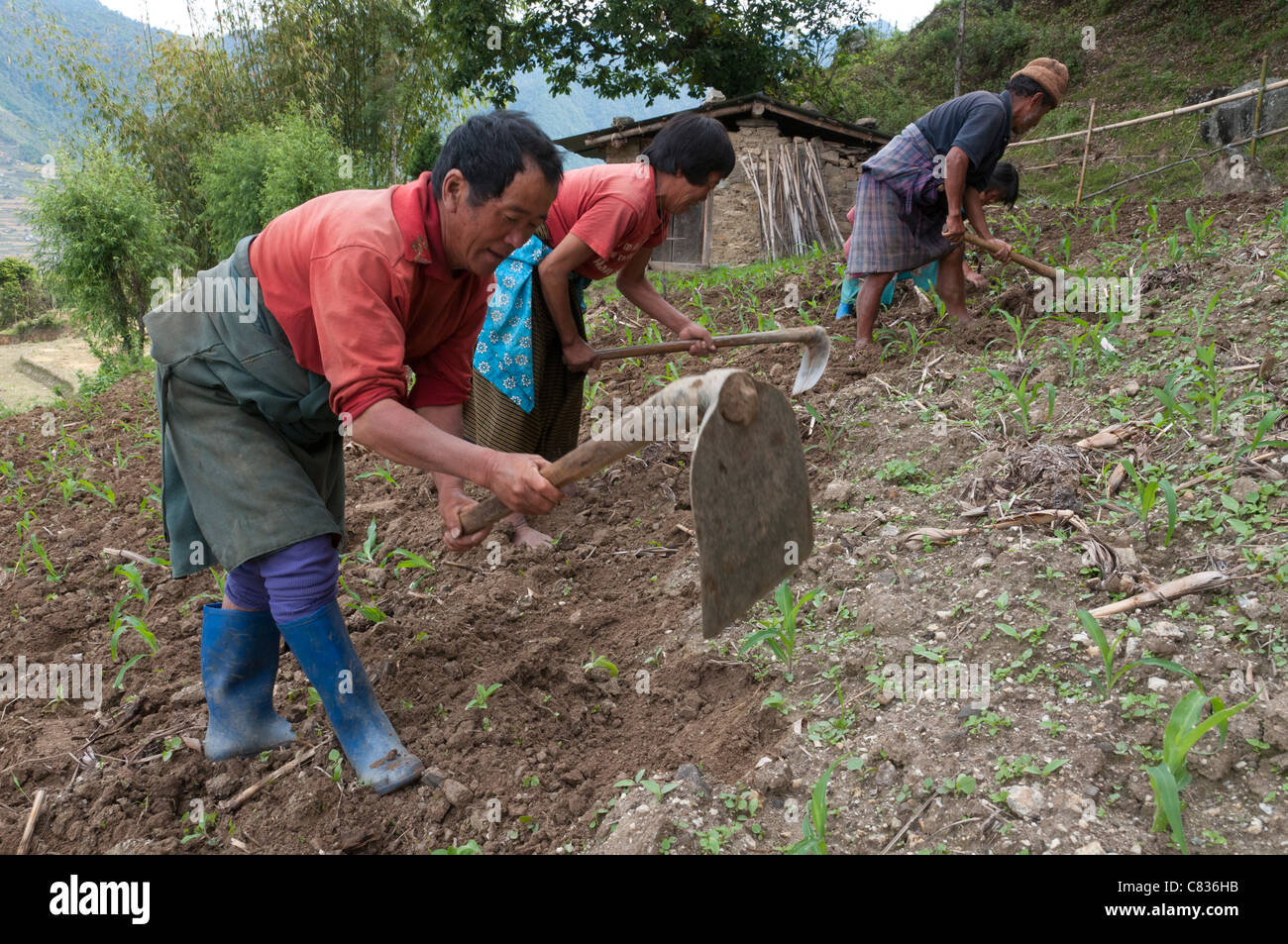 Bauern bei der Arbeit im pflanzlichen Bereich. Radi. Ost bhutan Stockfoto