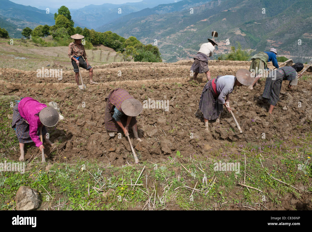 Bäuerinnen bei der Arbeit in Reisterrassen. Radi. Ost Bhutan Stockfoto