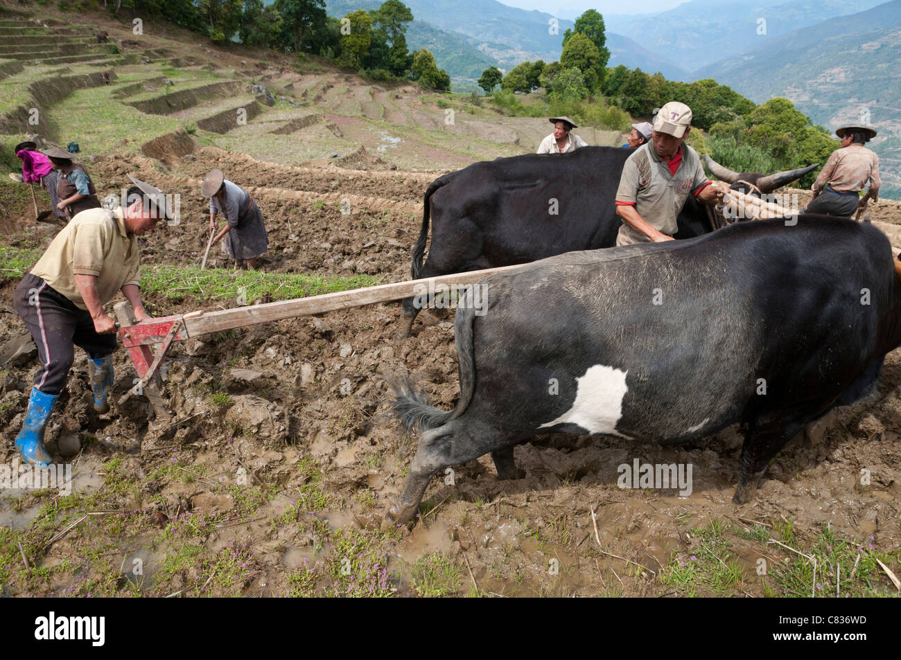 Bauern bei der Arbeit mit Ochsen in Reisterrassen. Radi. Ost bhutan Stockfoto
